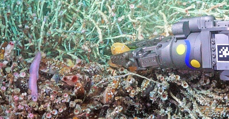 The light purple fish in the lower left of this photo is Pyrolycus jaco, a newly identified species of eelpout. It’s shown here among mussels and tubeworms at the Jacó Scar hydrothermal seep. Image credit: ROV SuBastian/Schmidt Ocean Institute