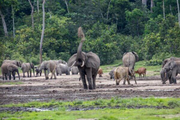 Elephants