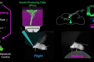 The figure shows the relationship between movement and regulation of insulin-producing cells in the fruit fly.