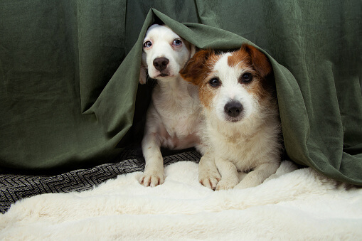 Two scared or afraid puppies dogs hide behind a green curtain because of fireworks, thunderstorm or noise.