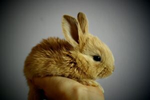 A very tiny bunny