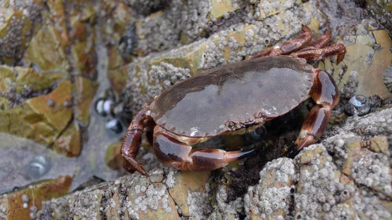 Crab in a tidal pool