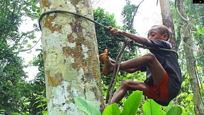 Young boy climbing a tree using a rope