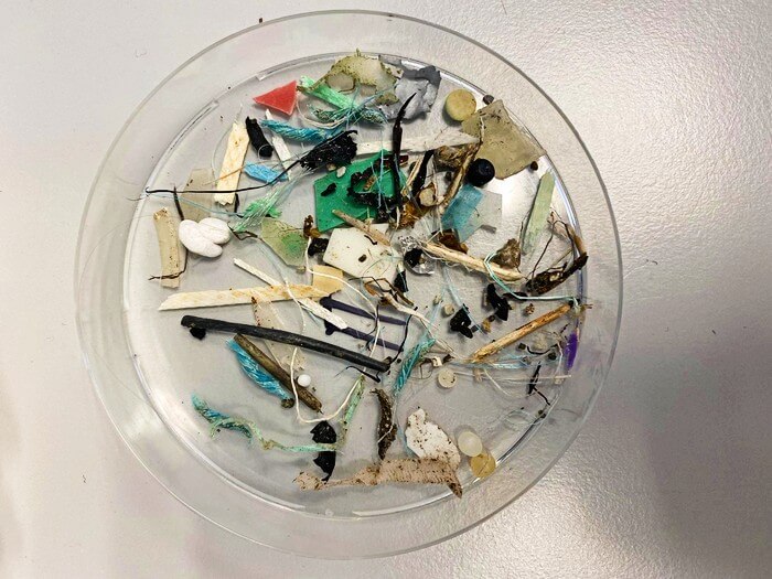 Petri dish of assorted plastic debris items