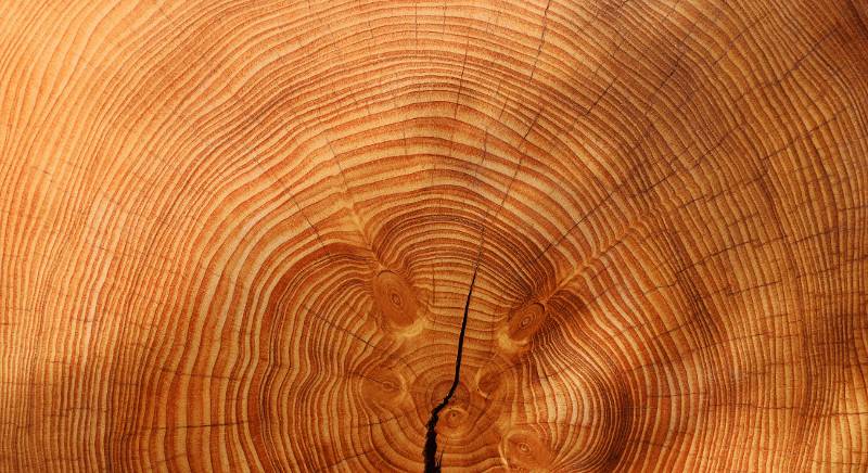 Wood cross-section showing tree rings