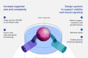 Infographic: Organoid intelligence: The new frontier in biocomputing
