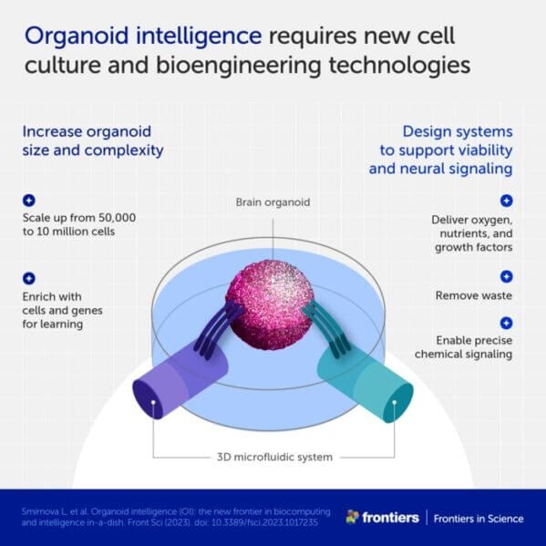 Infographic: Organoid intelligence: The new frontier in biocomputing