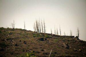 New growth emerges in a badly burned section of the Tahoe National Forest. (Image credit: Getty Images)