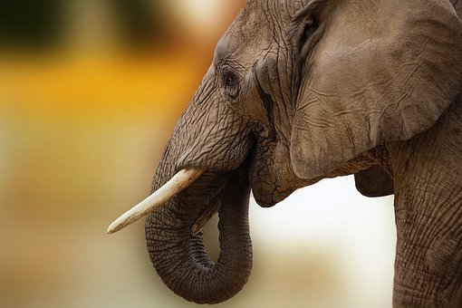 Elephant with ivory tusk
