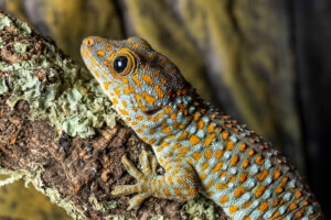 A closeup of a colorful gecko