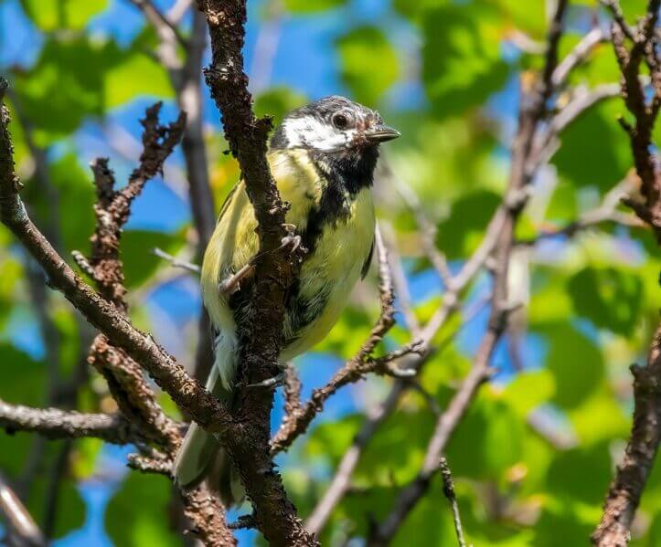 A bird in a tree