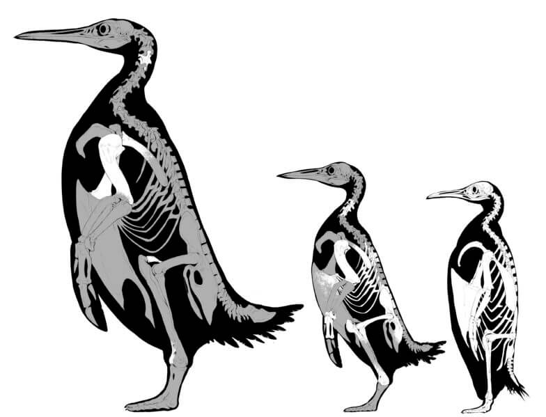 Skeletal illustrations of Kumimanu fordycei, Petradyptes stonehousei, and a modern emperor penguin showing the sizes of the new fossil species. Credit: Dr Simone Giovanardi.