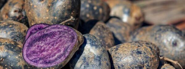 Purple tubers