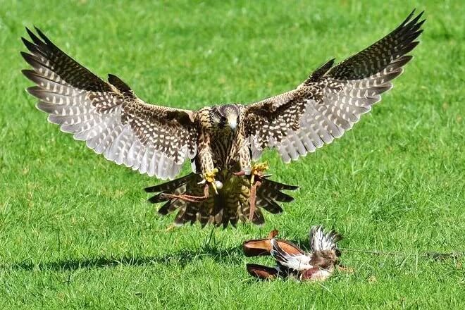 The study by King’s researchers suggests that predatory birds in urban spaces are vulnerable to changes in human activities that support prey populations.