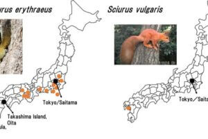 Distribution of two non-native squirrel species in Japan: Pallas's squirrel (Callosciurus erythraeus; left) and Eurasian red squirrel (Sciurus vulgaris; right). Sites of invasion are depicted in orange. The four successful eradication sites are shown in black.