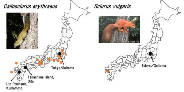  Pallas's squirrel (Callosciurus erythraeus; left) and Eurasian re...                    </div>

                    <div class=