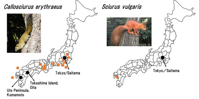  Pallas's squirrel (Callosciurus erythraeus; left) and Eurasian red squirrel (Sciurus vulgaris; right). Sites of invasion are depicted in orange. The four successful eradication sites are shown in black.