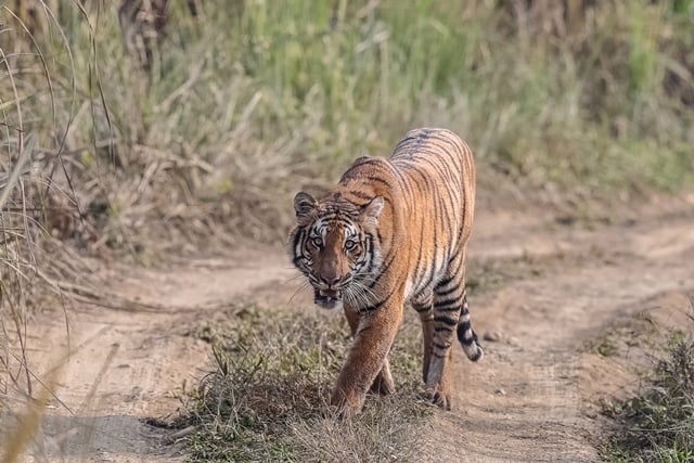 Tiger walking on a dirt road