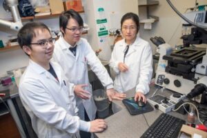 Professor Yun Zhang (far right) and her team — Taihong Wu (left) and Minghai Ge — discovered that hermaphrodite worms infected by a pathogen became more interested in mating with males, increasing their genetic diversity. Kris Snibbe/Harvard Staff Photographer