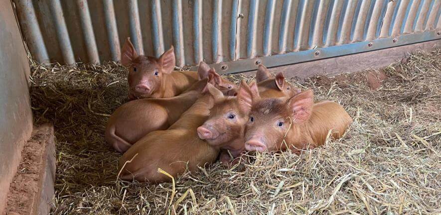 Pigs on a farm Credit: Harriet Bartlett