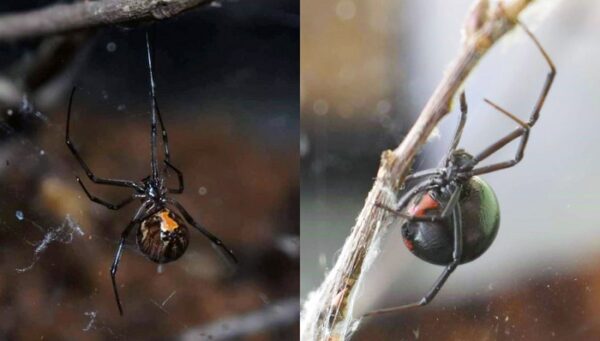 Brown widow spiders’ aggression likely driver of black widow decline