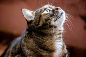 Cat looking thoughtful