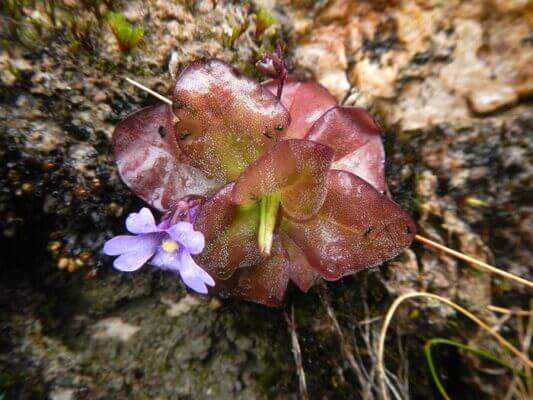 Two new meat-eating plants found in the Andes