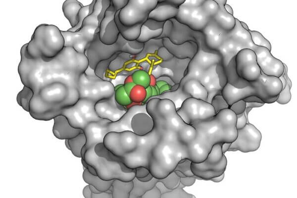 Marijuana-derived compounds could reverse opioid overdoses