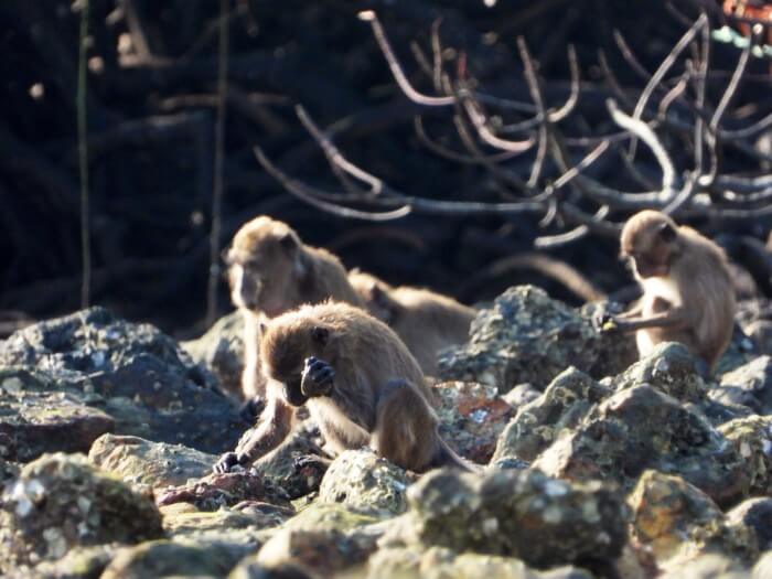 Example of a long-tailed macaque using a stone tool to access food.