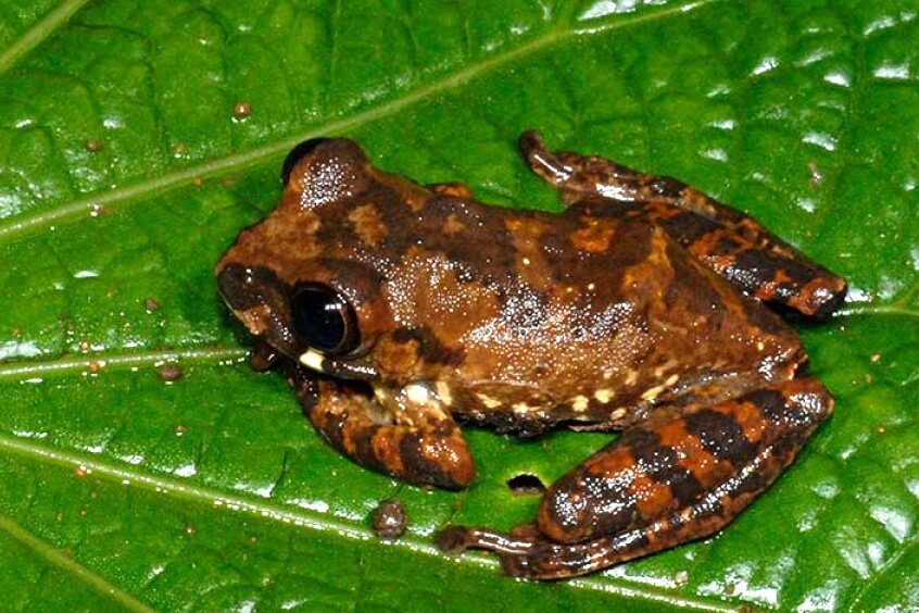 African frog on a bright green leaf. Photo Credit: Copyright 2010 by Eli Greenbaum