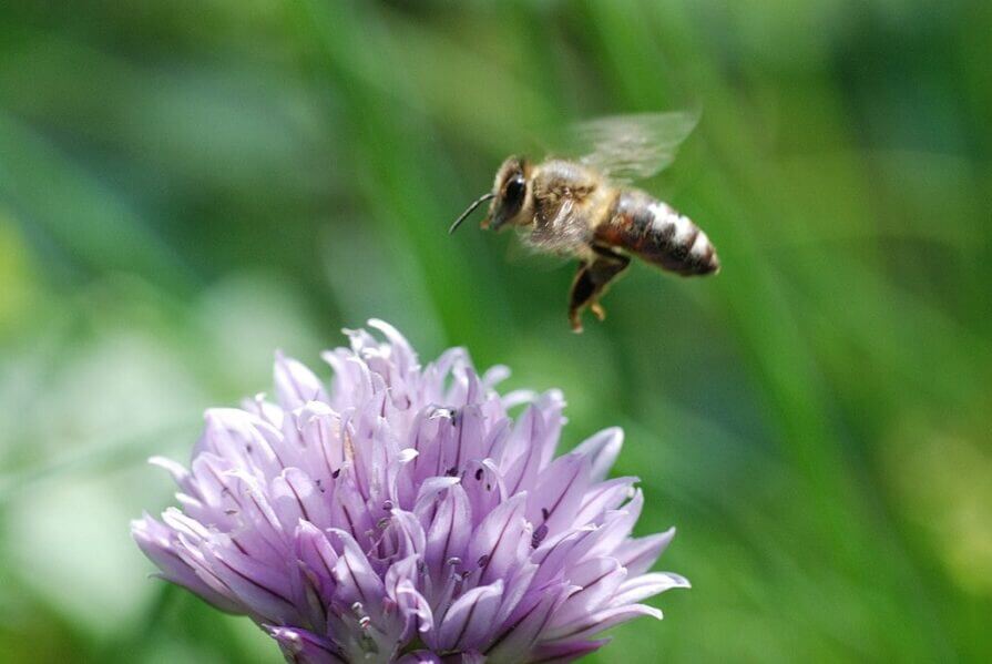 A bee above a purple flower