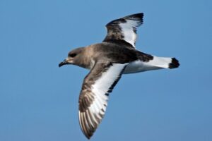 An Antarctic petrel flying over the Antarctic Peninsula (Image Credit: Nigel Voaden via Wikimedia).