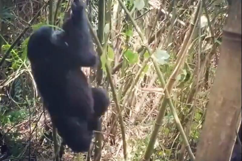 Gorilla spinning in Volcanoes National Park, Rwanda