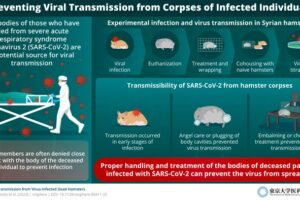 SARS-CoV-2-infected dead hamsters had high virus titers. Angel care or embalming could prevent transmission from infected hamsters' dead bodies. Proper treatment of SARS-CoV-2-infected corpses is critical to prevent the spread of COVID-19 infection.