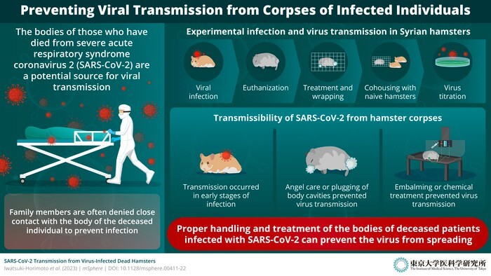 SARS-CoV-2-infected dead hamsters had high virus titers. Angel care or embalming could prevent transmission from infected hamsters' dead bodies. Proper treatment of SARS-CoV-2-infected corpses is critical to prevent the spread of COVID-19 infection.