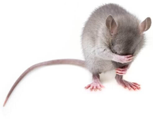 Humans are not just big mice