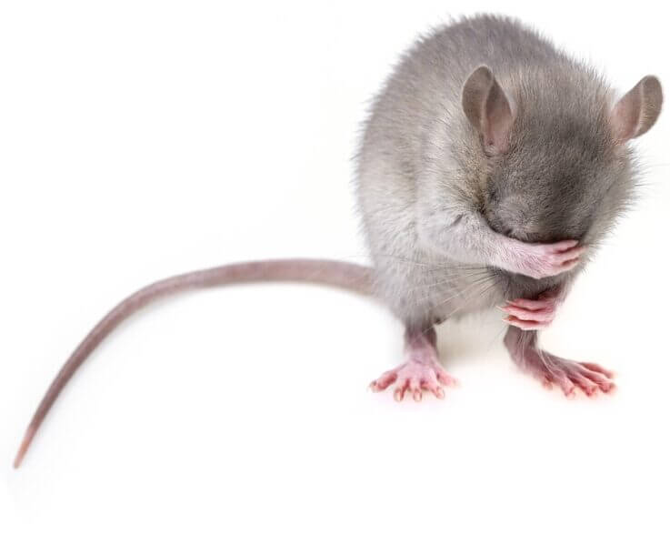 A mouse covering its eyes