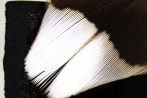 Woodcock tail feathers