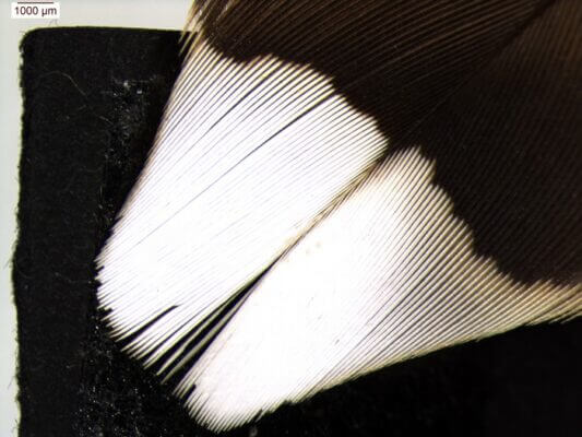 Woodcock tail feathers