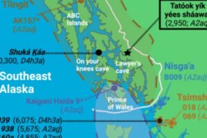 The bone that researchers found belonged to an ancient individual that the Wrangell Cooperative Association named Tatóok yík yées sháawat (Young lady in cave). Credit: University at Buffalo