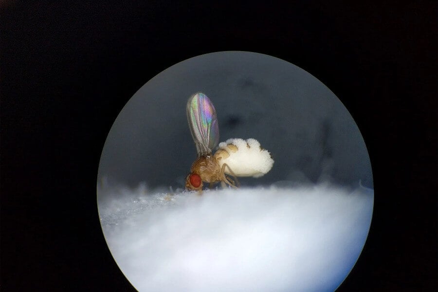 Fruit fly with its wings up and evidence of a fungal outgrowth. Courtesy of Carolyn Elya