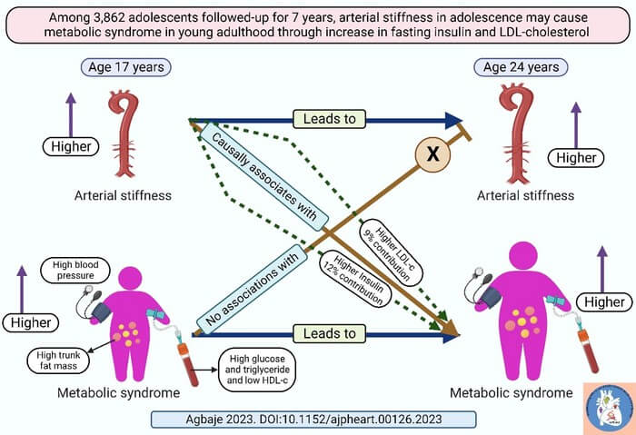 The presence of any three of high blood pressure, high trunk fat mass, high fasting glucose, high fasting triglyceride and low fasting high-density lipoprotein cholesterol describes metabolic syndrome. Arterial stiffness in adolescents measured with carotid-femoral pulse wave velocity may potentially cause metabolic syndrome in young adulthood via an increase in fasting insulin resistance and low-density lipoprotein cholesterol.