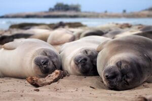 Elephant seals asleep on land