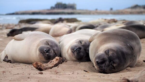 Elephant seals asleep on land