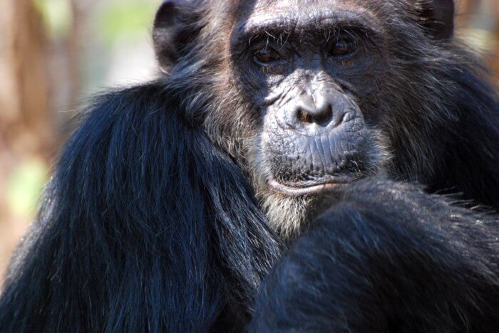 Known as a bully, Frodo the chimpanzee was Gombe's alpha male for five years.