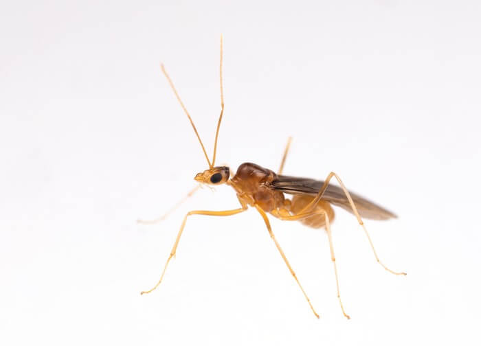 A male yellow crazy ant (Anoplolepis gracilipes)