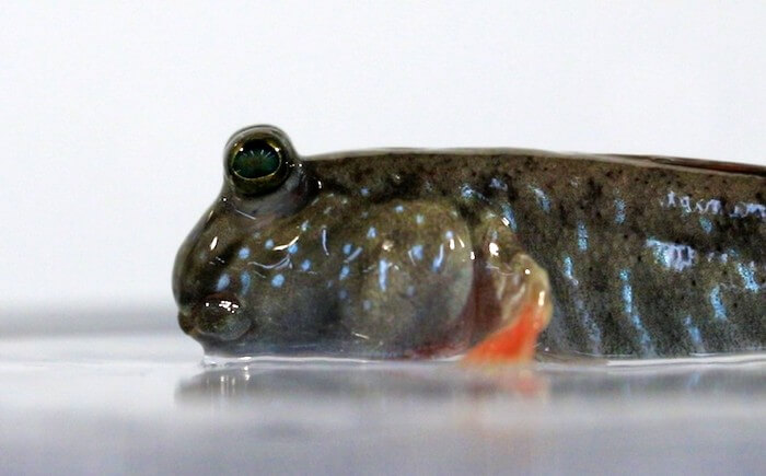 Mudskippers could be key to understanding evolution of blinking