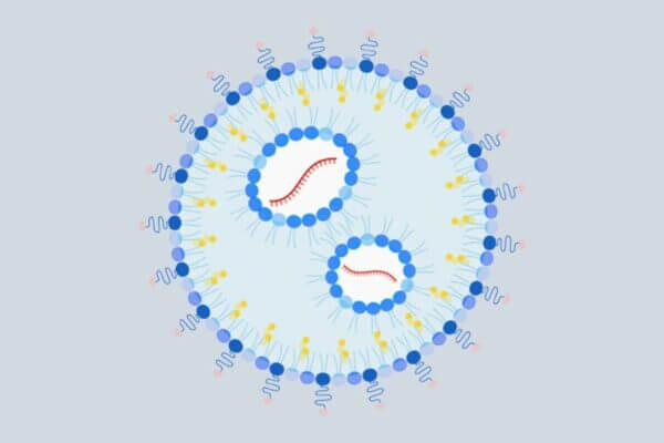 The UCLA-developed nanoparticle has sugars on its surface that target specific cells in the liver (dark blue and pink shapes) and an mRNA payload that encodes for a specific protein fragment (red).