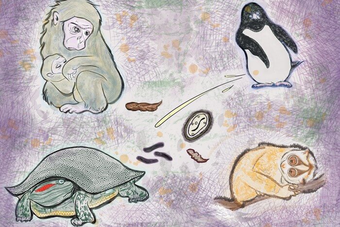  Japanese macaques/human-like. Top right: Adélie penguin/white-splash (parasites, pathogens). Bottom left: Red-eared slider/black-pellet. Bottom right: Slow loris/macaque-like but smaller.