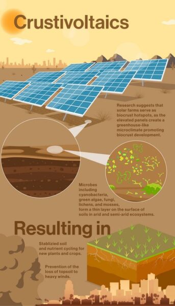 In a proof-of-concept study, ASU researchers adapted a suburban solar farm in the lower Sonoran Desert as an experimental breeding ground for biocrust. During the three-year study, photovoltaic panels promoted biocrust formation, doubling biocrust biomass and tripling biocrust cover compared with open areas with similar soil characteristics.